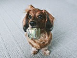 Cute Dog with Money