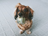 Cute Dog with Money